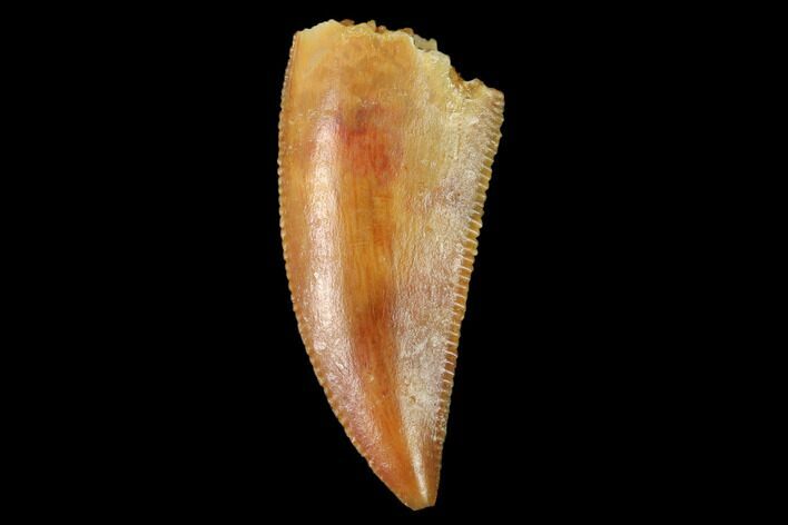 Serrated, Raptor Tooth - Real Dinosaur Tooth #158986